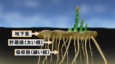 アスパラガスの地下部分.jpg